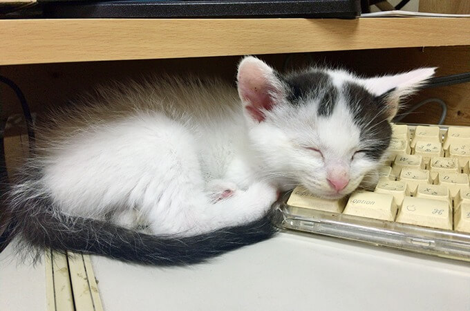 保護猫こばん 寝顔