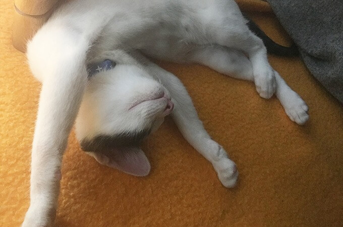 保護猫こばん 寝顔