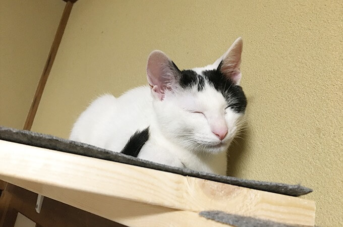 保護猫こばん 寝顔
